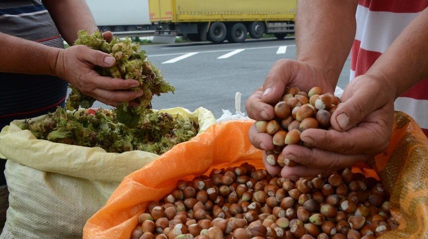 Yaş fındık 15 liradan tezgahlarda