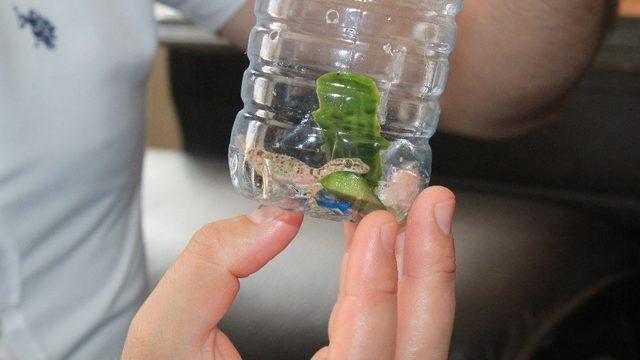 Karadeniz’de ilk defa ince parmaklı keler bulundu