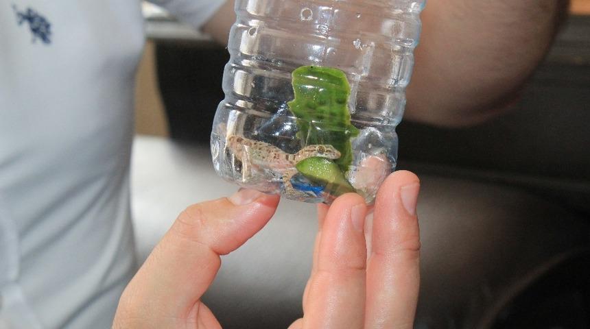 Karadeniz&rsquo;de ilk defa ince parmaklı keler bulundu