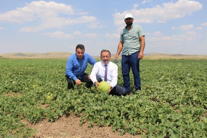 Sungurlu’da 10 dilim kavun hasadı başladı G2