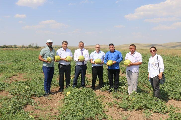 Sungurlu’da 10 dilim kavun hasadı başladı G4