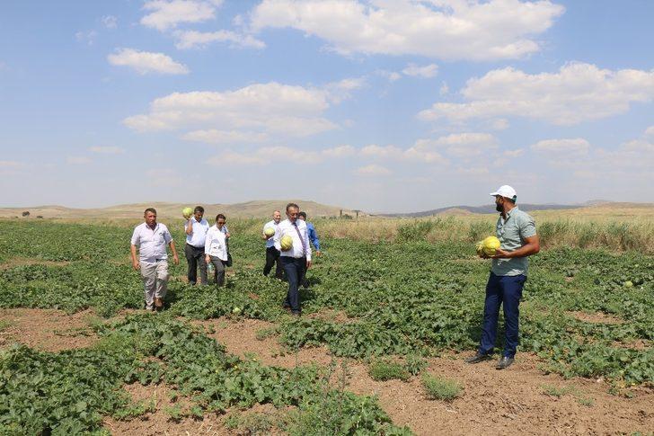 Sungurlu’da 10 dilim kavun hasadı başladı G5