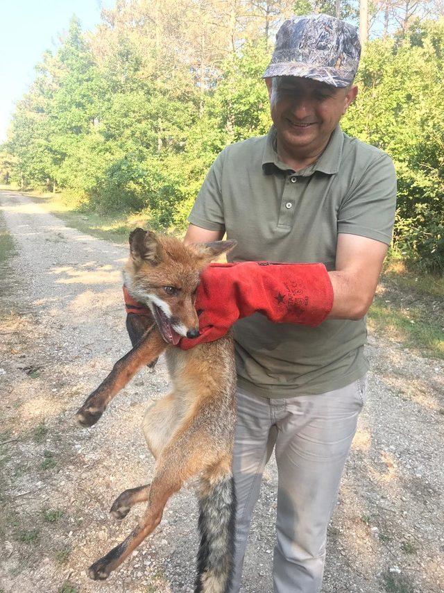 Zehirlenen kızıl tilkiye tedavi