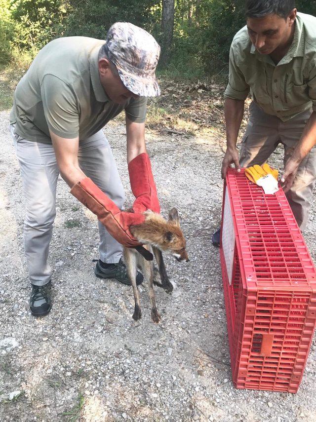 Zehirlenen kızıl tilkiye tedavi