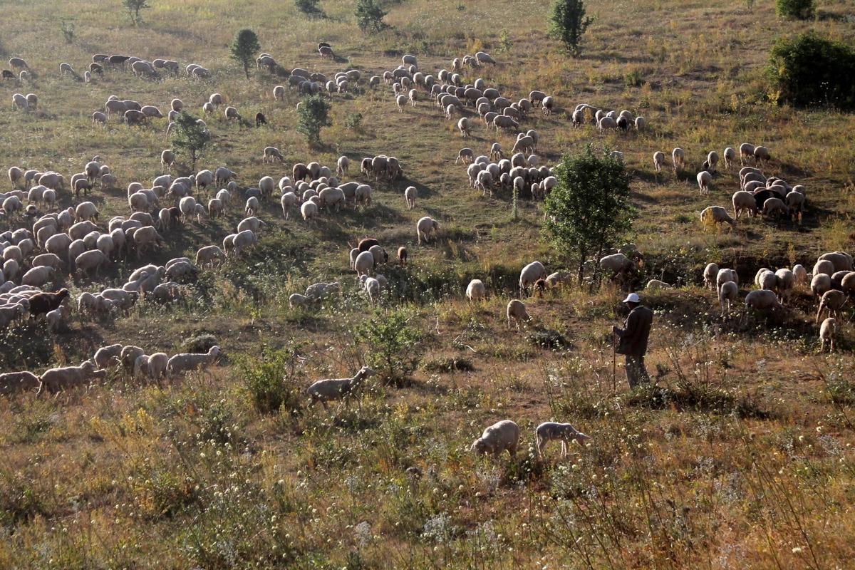 Bayburt'ta dere yatağında sıkışan 265 koyun telef oldu!
