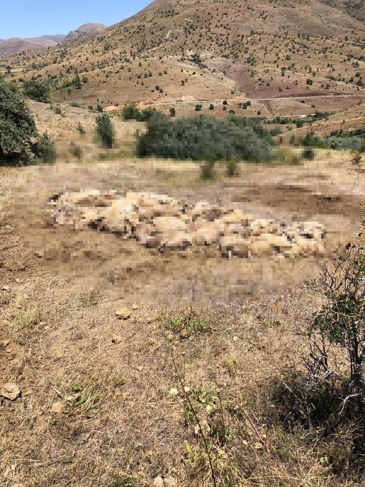 Bayburt'ta dere yatağında sıkışan 265 koyun telef oldu! G1