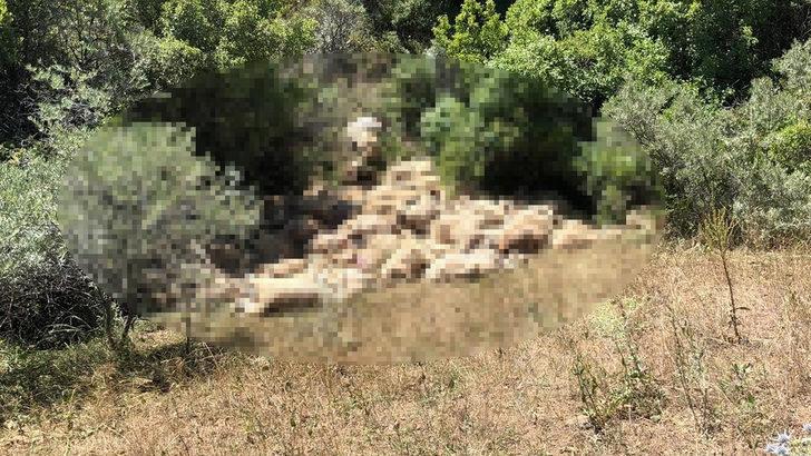 Bayburt'ta dere yatağında sıkışan 265 koyun telef oldu! G2