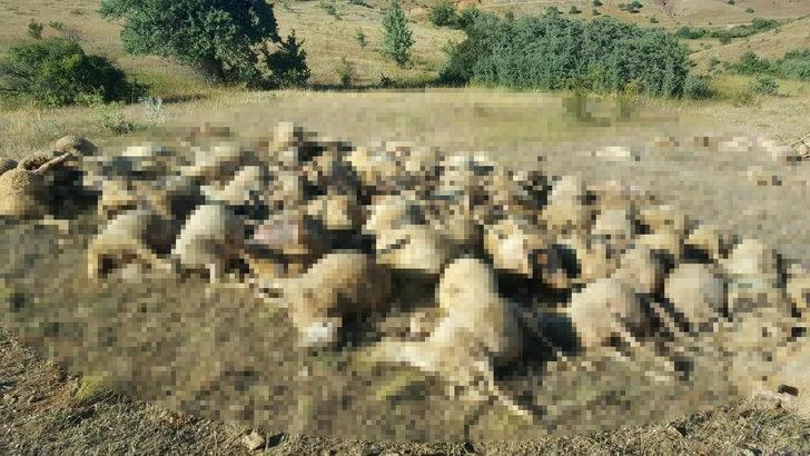 Bayburt'ta dere yatağında sıkışan 265 koyun telef oldu! G3