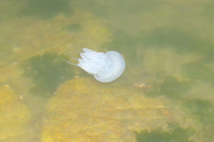 Karasu Limanı'nda korkutan görüntü! Bir anda ortaya çıktılar G1