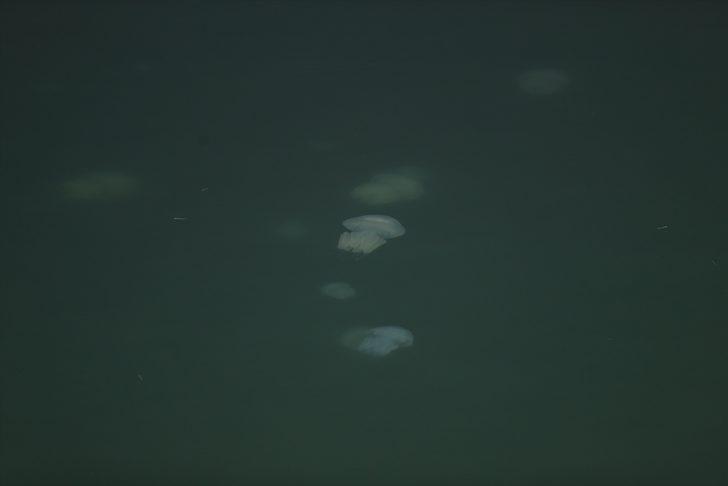 Karasu Limanı'nda korkutan görüntü! Bir anda ortaya çıktılar G2