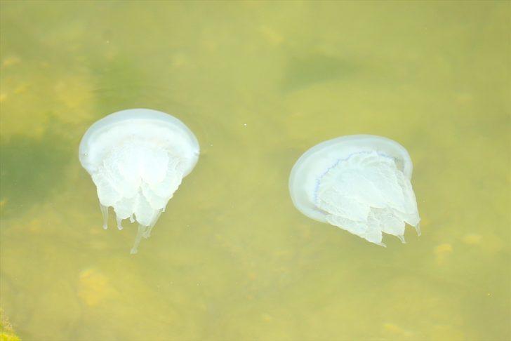 Karasu Limanı'nda korkutan görüntü! Bir anda ortaya çıktılar G3