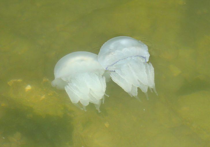 Karasu Limanı'nda korkutan görüntü! Bir anda ortaya çıktılar G4