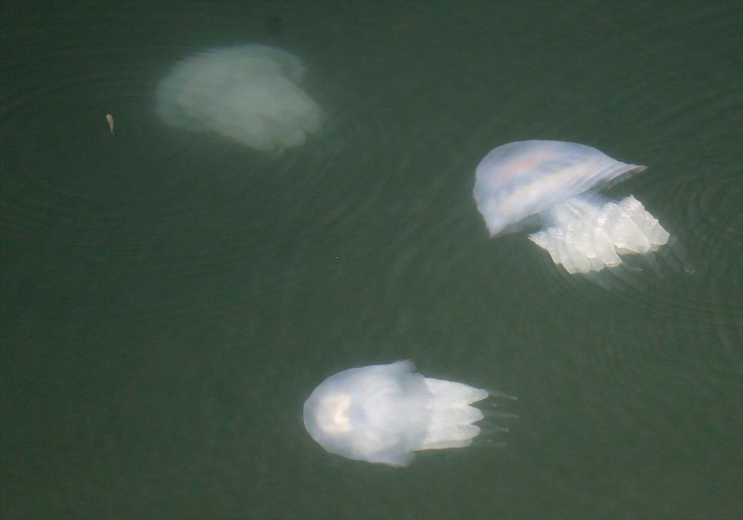 Karasu Limanı'nda korkutan g&ouml;r&uuml;nt&uuml;! Bir anda ortaya &ccedil;ıktılar