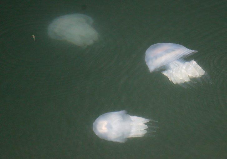Karasu Limanı'nda korkutan görüntü! Bir anda ortaya çıktılar G5