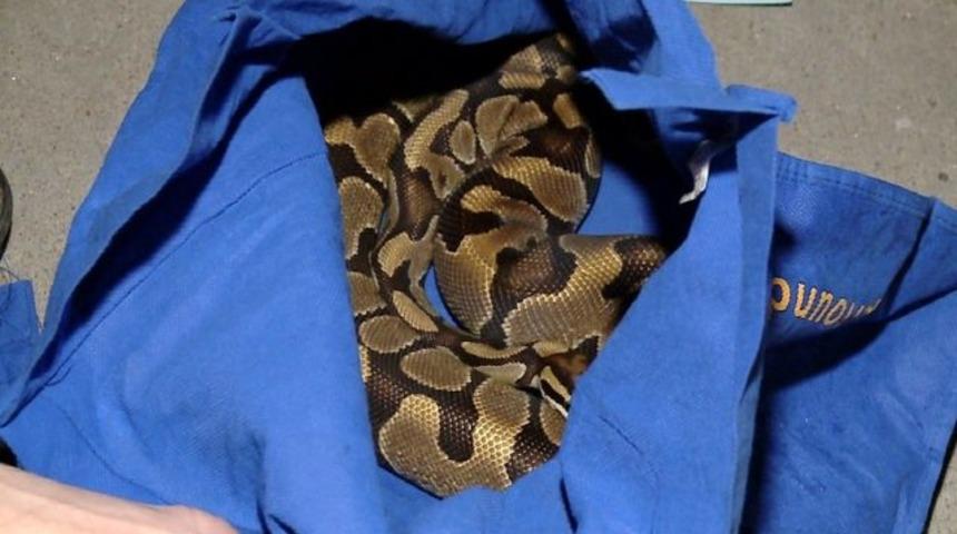 Pitonun gerçek sahibi aranıyor!