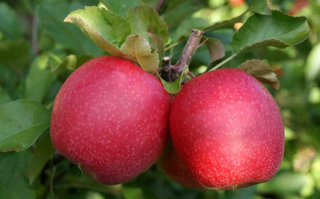 Niğde'de erkenci elma hasadı başladı