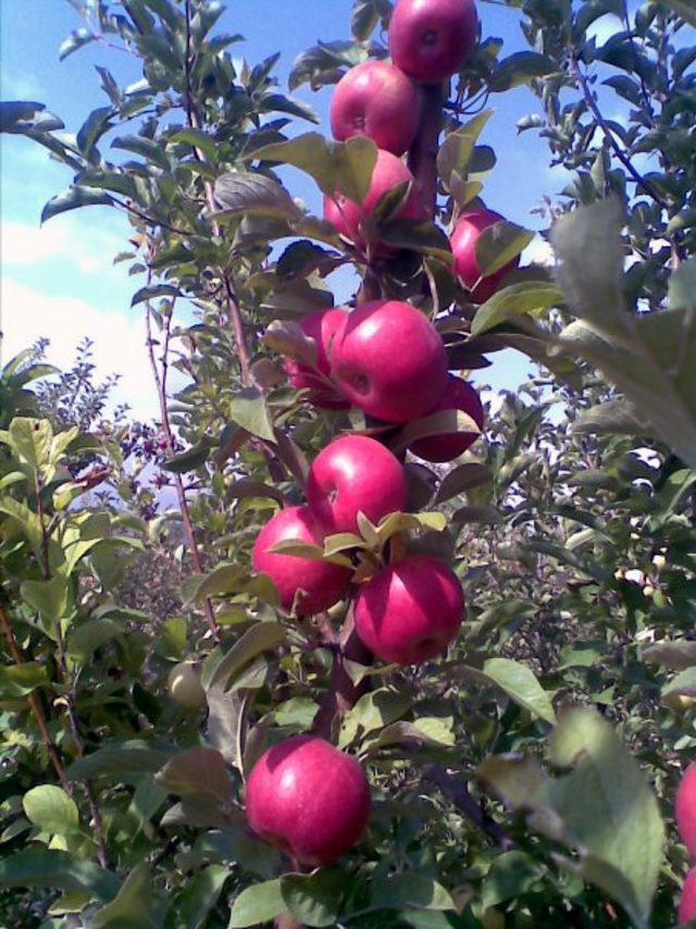 Niğde'de erkenci elma hasadı başladı