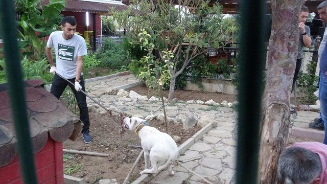 Pitbull ile korunan villada yaşayan çete 5 ay izlenmiş