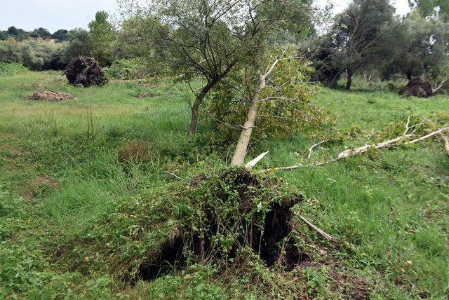 Kırklareli'de hortum ağaçları kökünden söktü, tarlalara zarar verdi