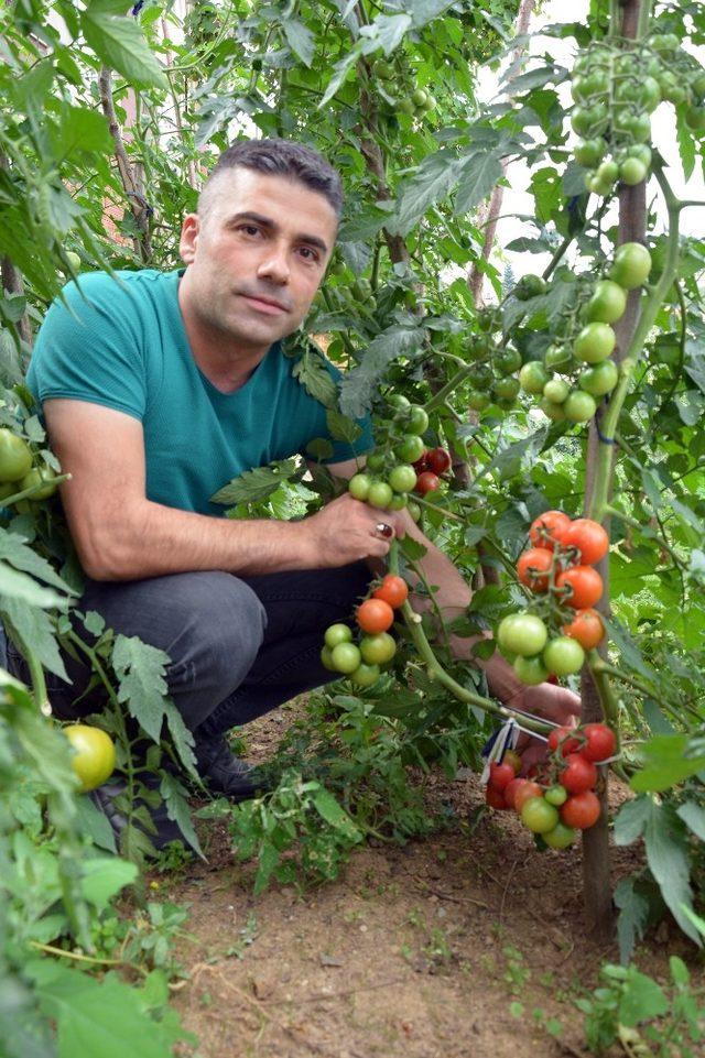 Bu ilçede ilk kez karpuz yetiştirildi