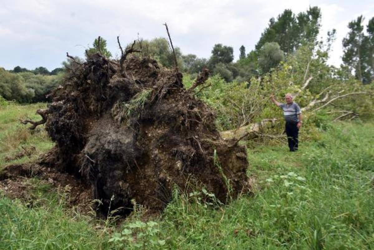 Kırklareli'nde hortum ağa&ccedil;ları k&ouml;k&uuml;nden s&ouml;kt&uuml;, tarlalara zarar verdi