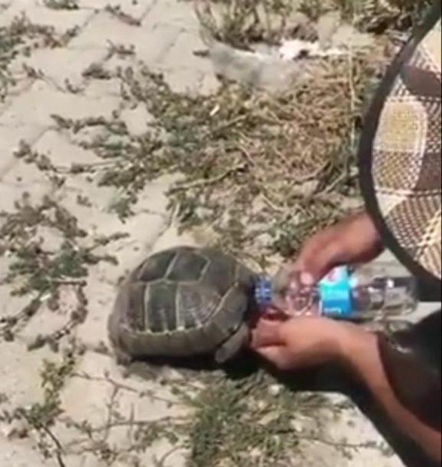 Polis memurundan kaplumbağaya şefkat eli