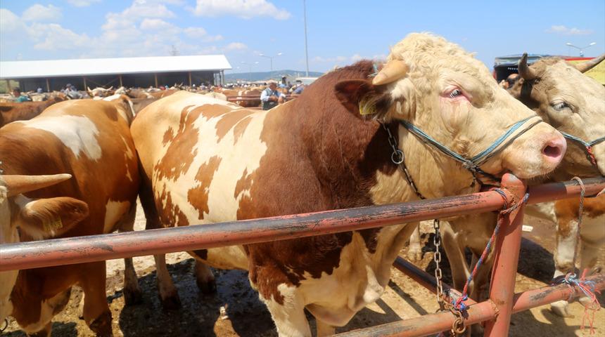 'Paşa' 18 bin liraya alıcı bekliyor