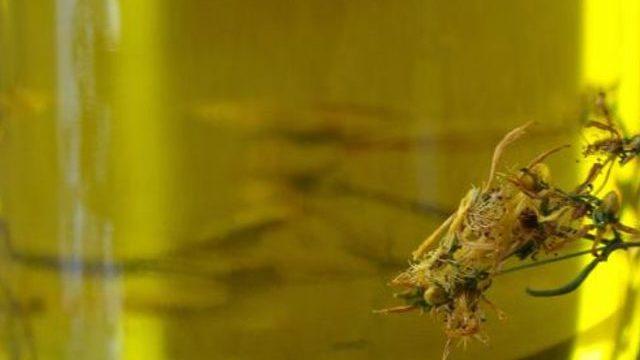 Adeta doğal antidepresan! Sarı kantaronun 4 mucizesi