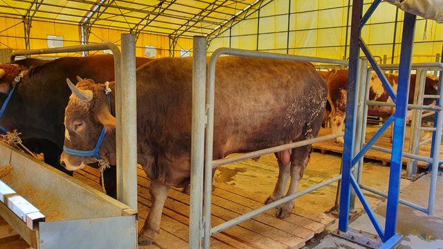 Kayaşehir kurban pazarı'nın gözdesi 1 tonluk 'Sarıoğlan' alıcısını bekliyor