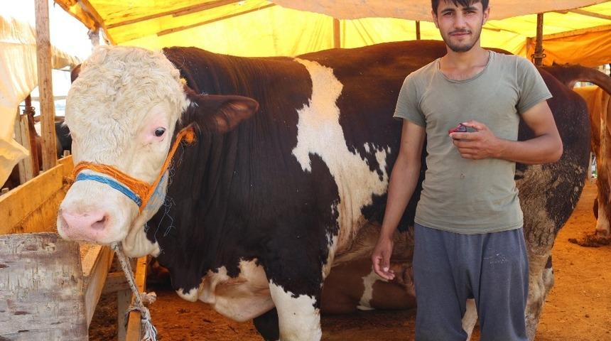 Kurban pazarının “Şampiyon”u