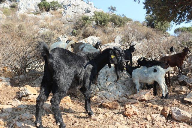 Bu kurbanlıklar ahırda değil, doğada besleniyorlar