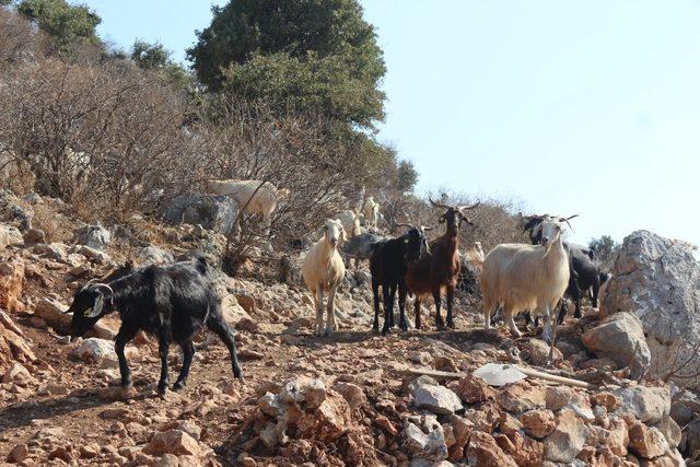 Bu kurbanlıklar ahırda değil, doğada besleniyorlar