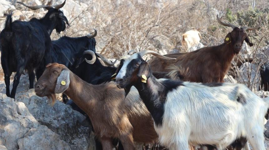 Bu kurbanlıklar ahırda değil, doğada besleniyorlar