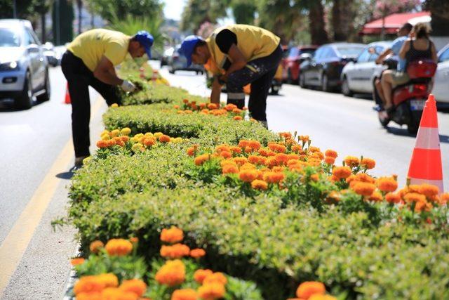 Büyükşehir Kuşadası’nı çiçeklerle donattı