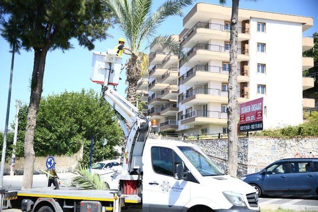 Büyükşehir Kuşadası’nı çiçeklerle donattı