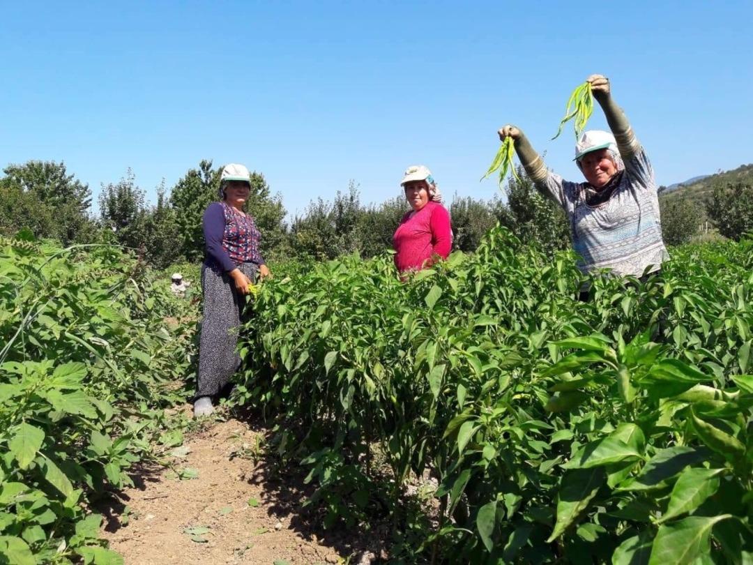 Sakarya&rsquo;da biber hasadı başladı