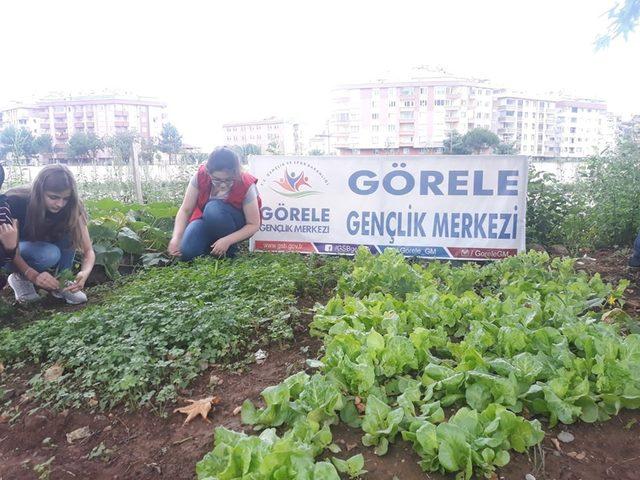 Gençler hobi bahçesinde toprakla buluşup üretim yapıyor