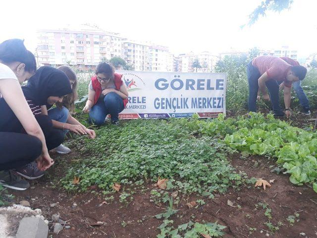 Gençler hobi bahçesinde toprakla buluşup üretim yapıyor