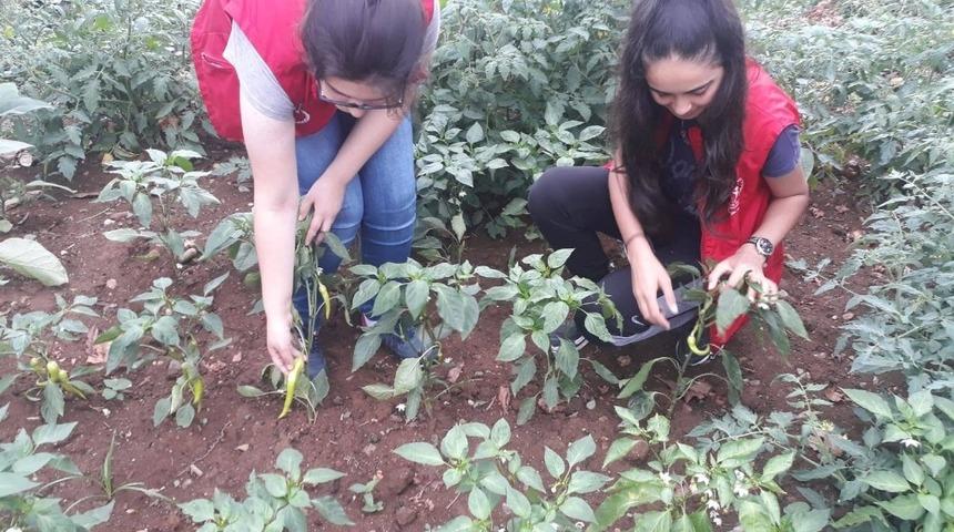 Gen&ccedil;ler hobi bah&ccedil;esinde toprakla buluşup &uuml;retim yapıyor