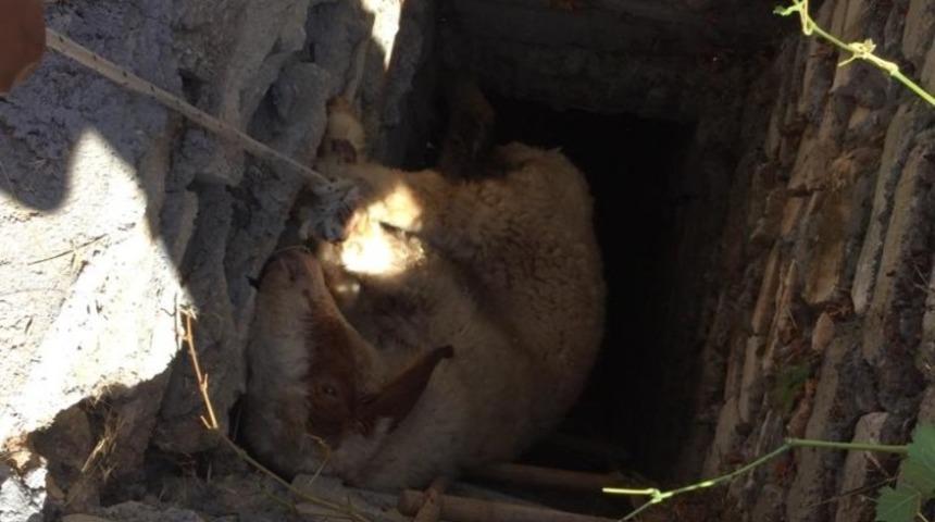 Kuyuya d&uuml;şen hayvanlar kurtarıldı