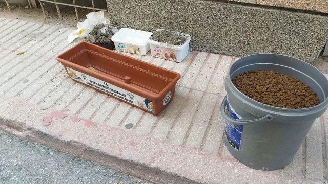 Beton dökülen mama kapları kaldırıldı