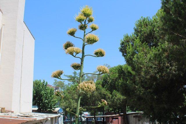 Sabır Bitkisi Gemlik’te çiçek açtı