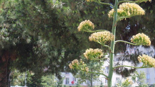 Sabır Bitkisi Gemlik’te çiçek açtı