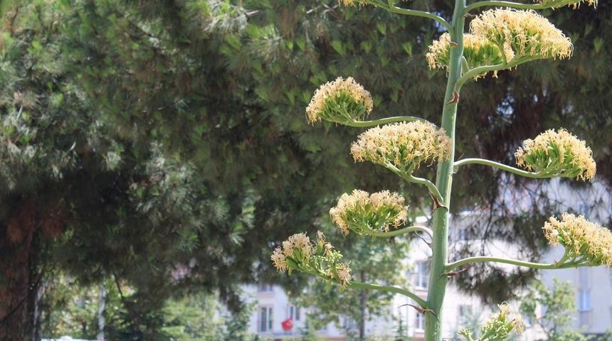 Sabır Bitkisi Gemlik&rsquo;te &ccedil;i&ccedil;ek a&ccedil;tı