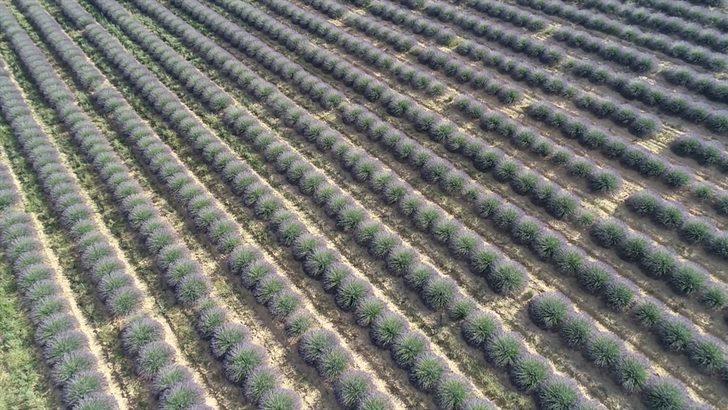 Lavanta diyarı 'İdris köyü' turizme açılacak G1