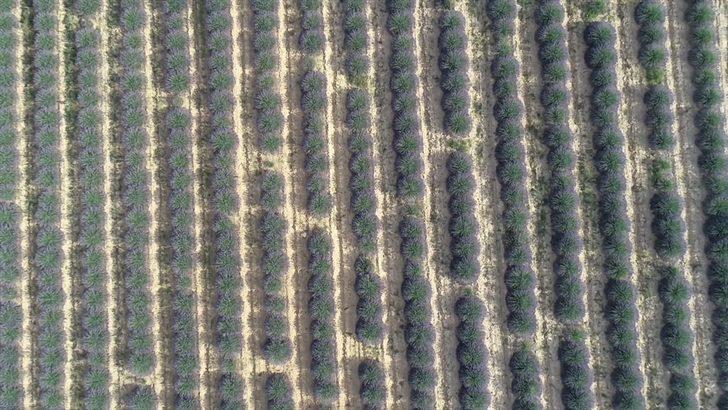 Lavanta diyarı 'İdris köyü' turizme açılacak G2