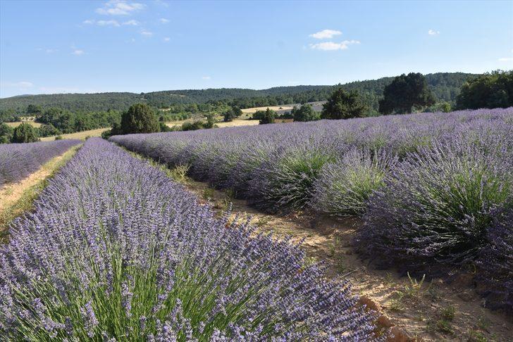 Lavanta diyarı 'İdris köyü' turizme açılacak G3