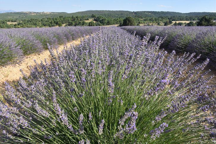 Lavanta diyarı 'İdris köyü' turizme açılacak G5