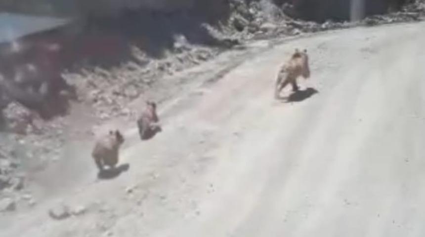 Irak sınırında boz ayı g&ouml;r&uuml;nt&uuml;lendi