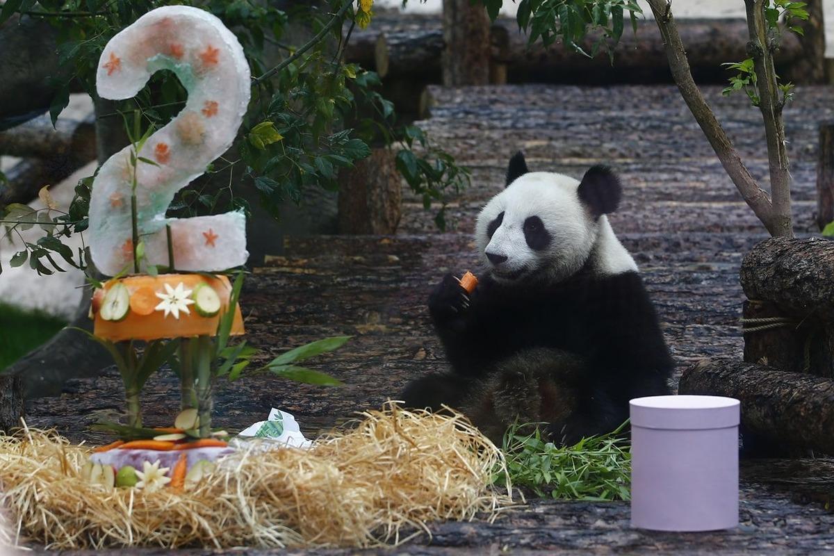 Sevimli pandalara doğum g&uuml;n&uuml; s&uuml;rprizi yaptılar!